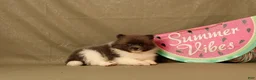 Pomeranian dogs for sale: Ada - Ad 2