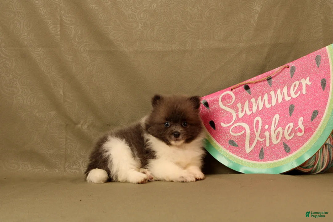 Pomeranian dogs for sale: Ada - Ad 2