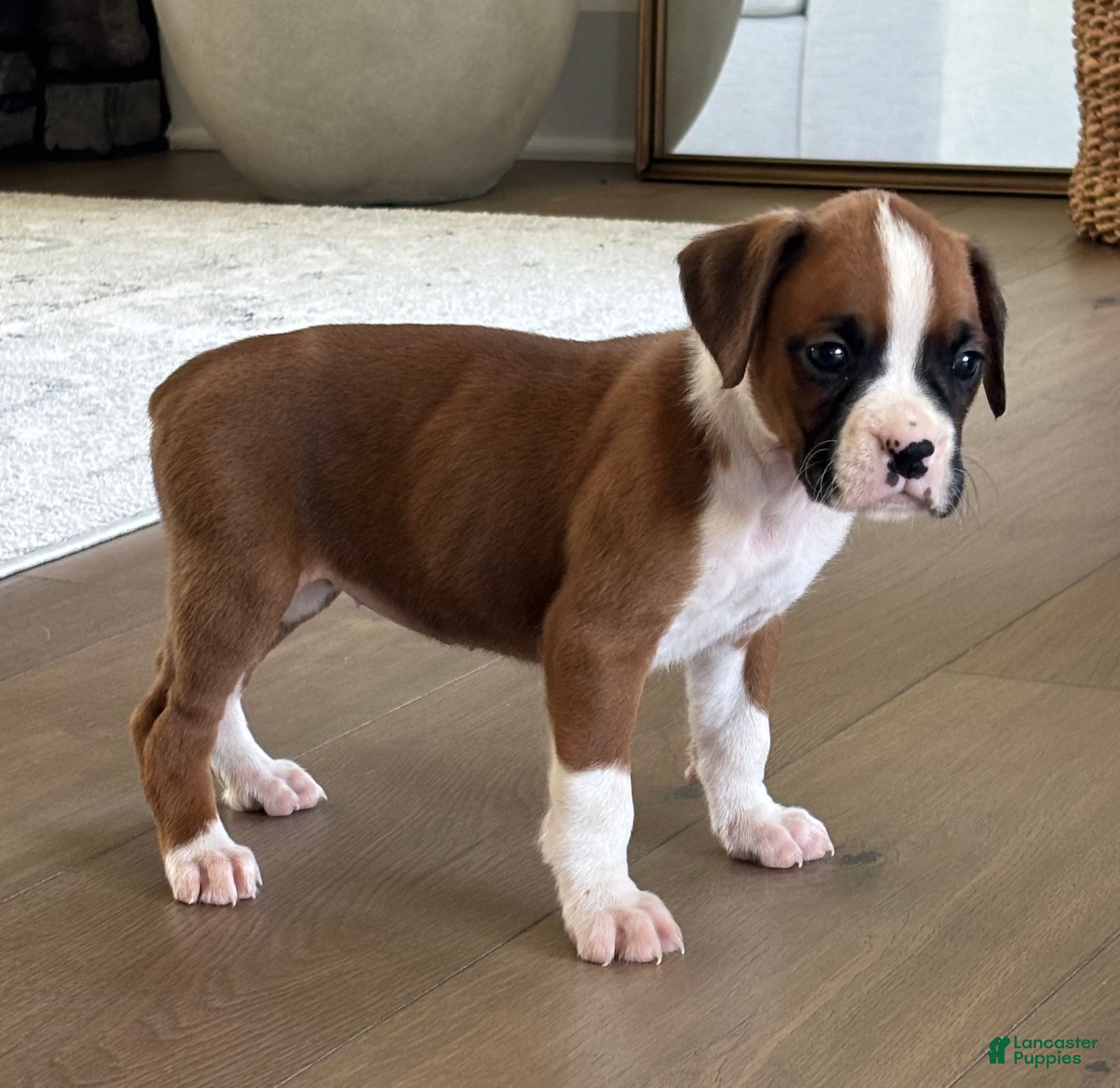 Stella (Boxer, Female) in Sugarcreek, OH