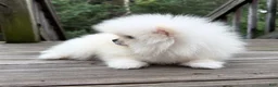 Pomeranian dogs for sale: Teacup Pomeranian Korean bloodline 2 - Ad 6