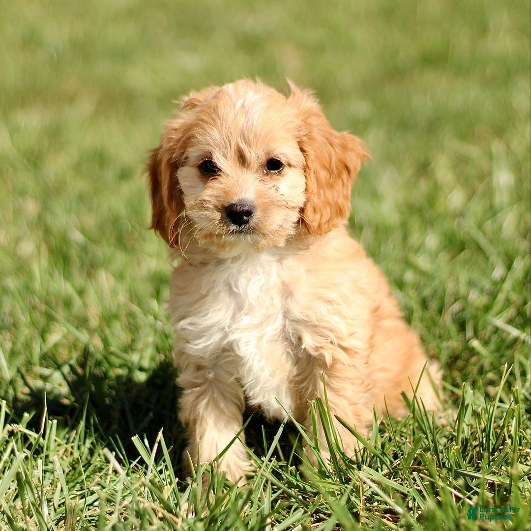 Cavapoo dogs for sale: Kenny - Ad 1