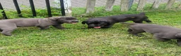 Cane Corso dogs for sale: Cane Corso 4 - Ad 11