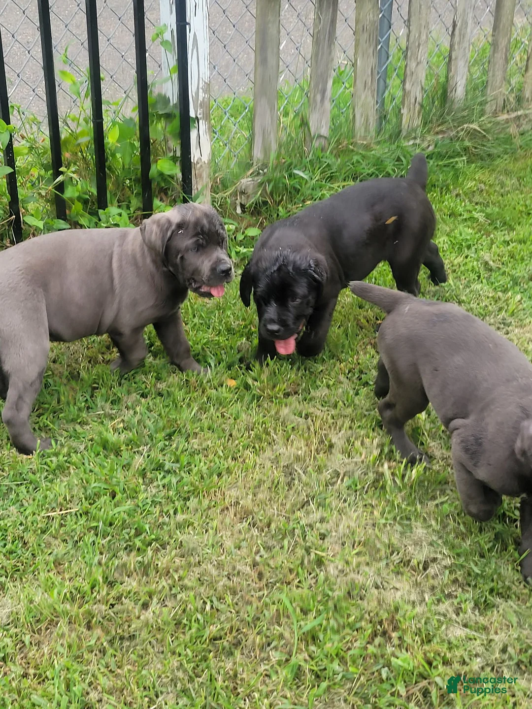Cane Corso dogs for sale: Cane Corso 4 - Ad 11