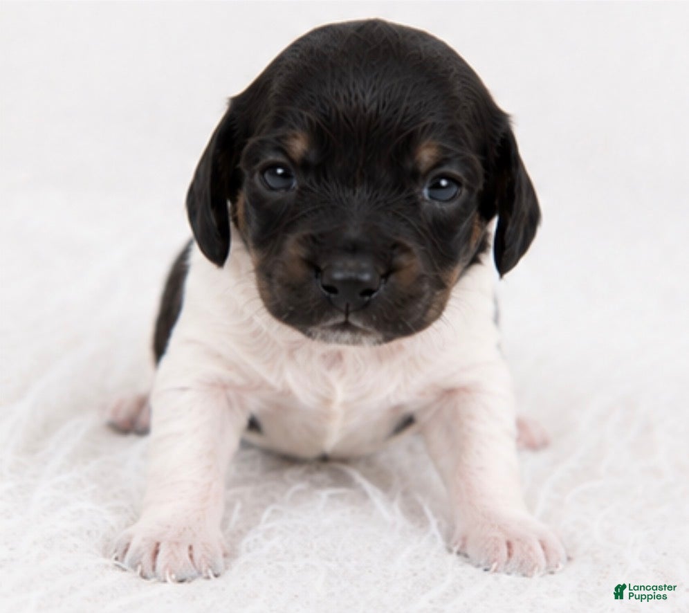 Miniature Dachshund dogs River - Ad 2