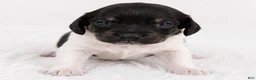 Miniature Dachshund dogs for sale: River - Ad 2