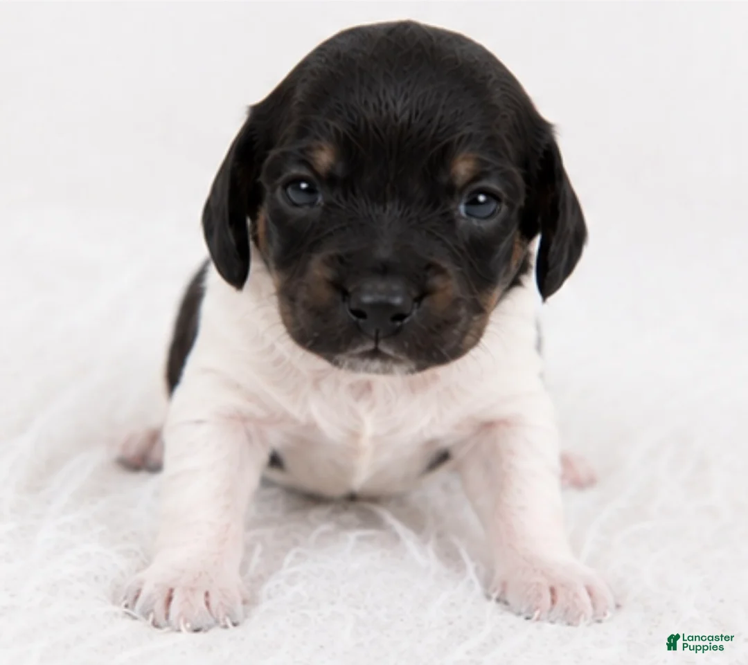 Miniature Dachshund dogs for sale: River - Ad 2
