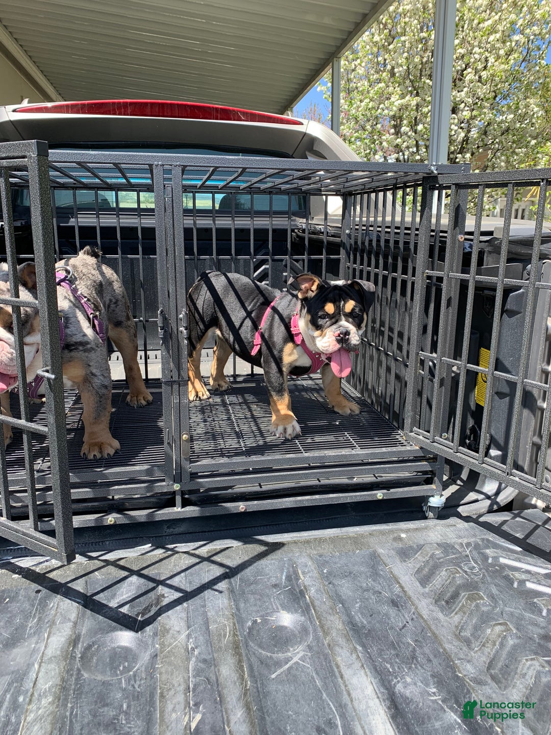 English Bulldog dogs for sale: Rocco - Ad 3