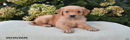 Golden Retriever dogs for sale: Gail - Ad 3