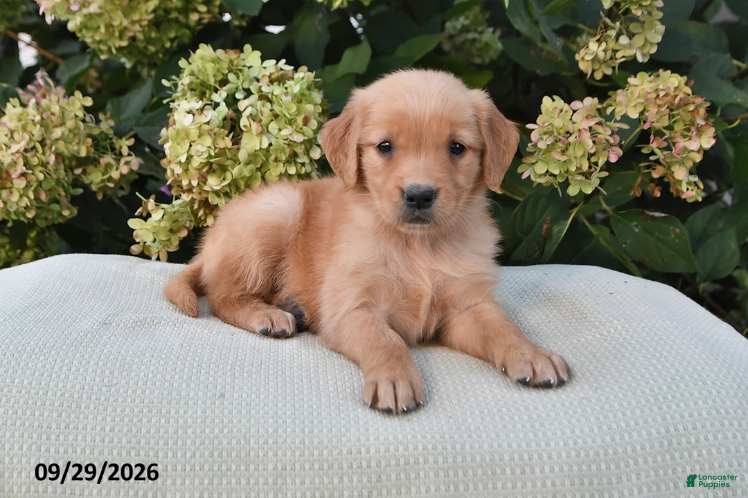 Golden Retriever dogs for sale: Gail - Ad 3