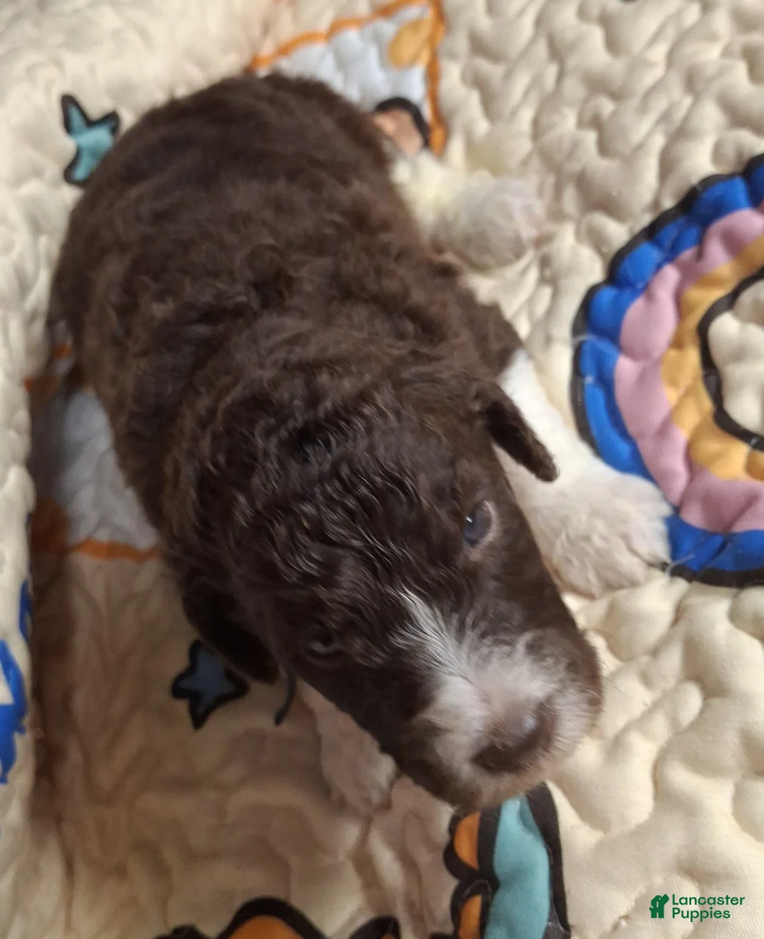 Labradoodle dogs for sale: *REDUCED* Gomphrena  - Ad 4