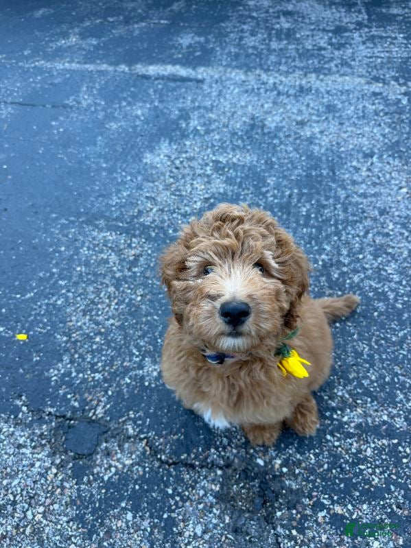 Mini Bernedoodle dogs for sale: Bear - Ad 1