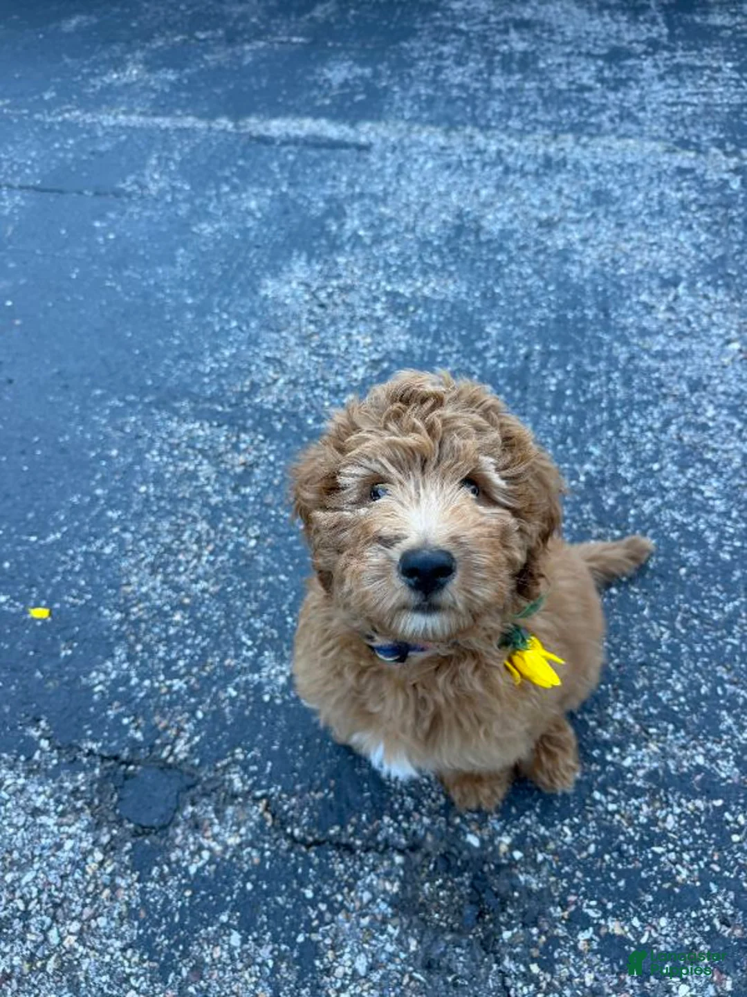 Mini Bernedoodle dogs for sale: Bear - Ad 1