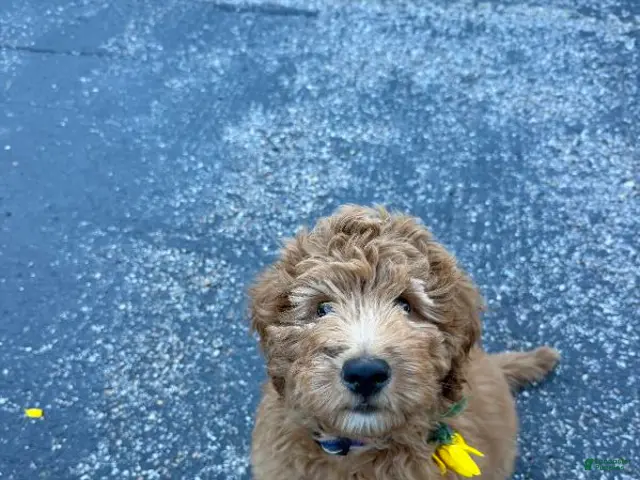 Mini Bernedoodle dogs for sale: Bear - Ad 1