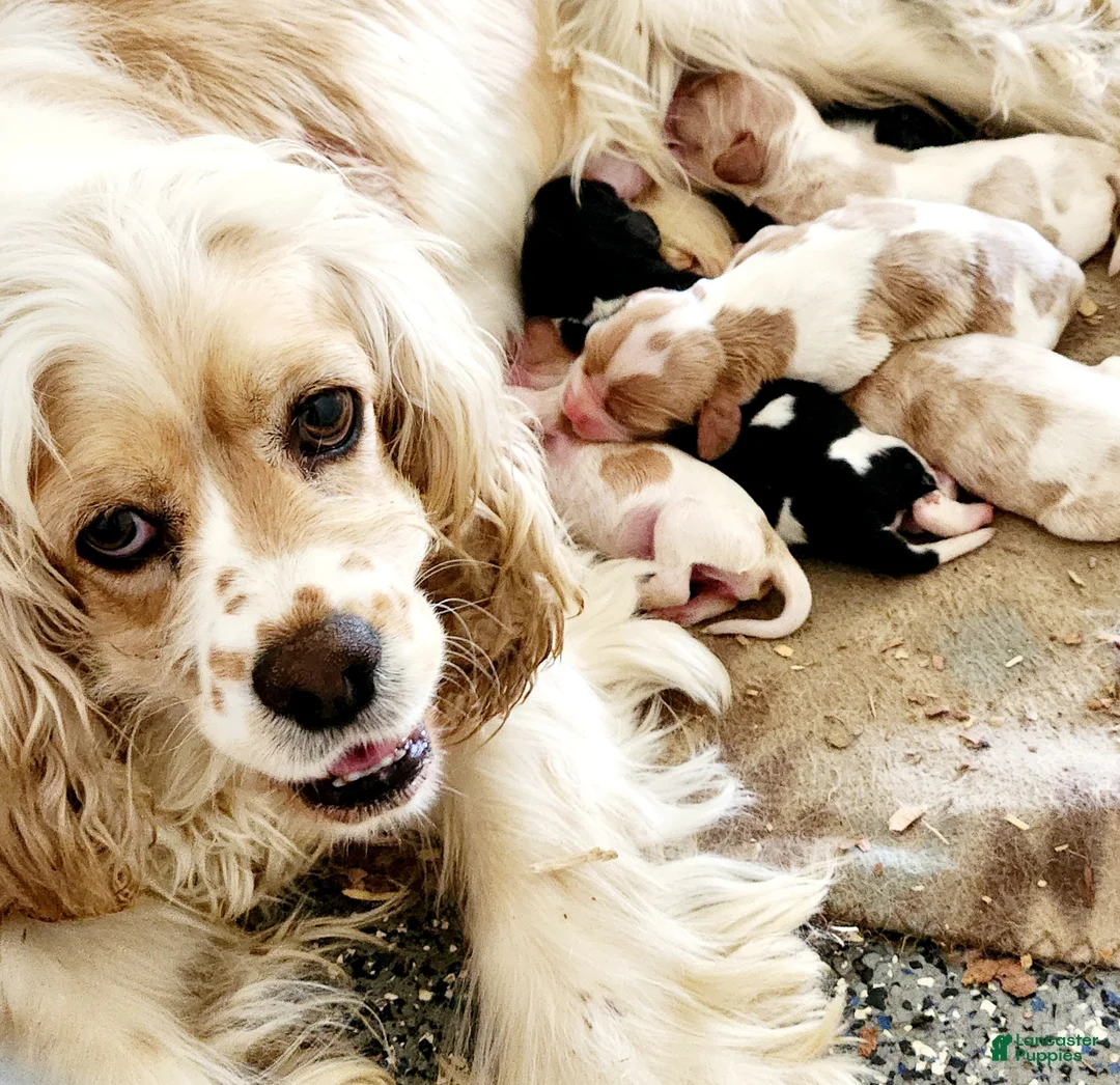 Mixed Breed dogs for sale: Cockalier #1 Female - Ad 4