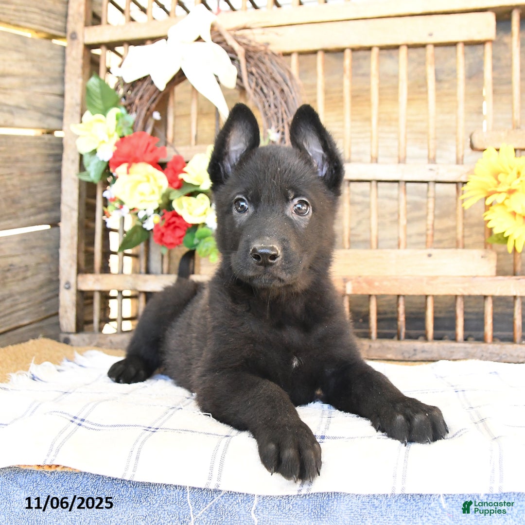 Mixed Breed dogs for sale: Owen - Ad 9