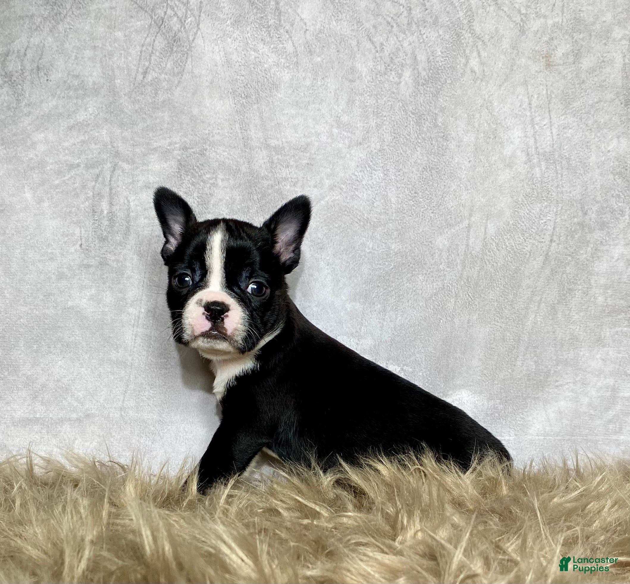 Boston Terrier dogs Frankie  - Ad 41