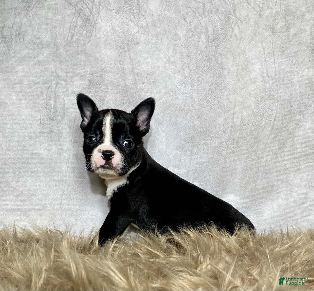 Boston Terrier dogs for sale: Frankie  - Ad 1