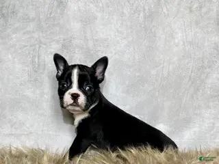 Boston Terrier dogs Frankie - Ad 41