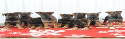 German Shepherd dogs for sale: Loyal - Ad 5