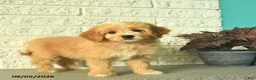 Mini Goldendoodle dogs for sale: Nellie  - Ad 3