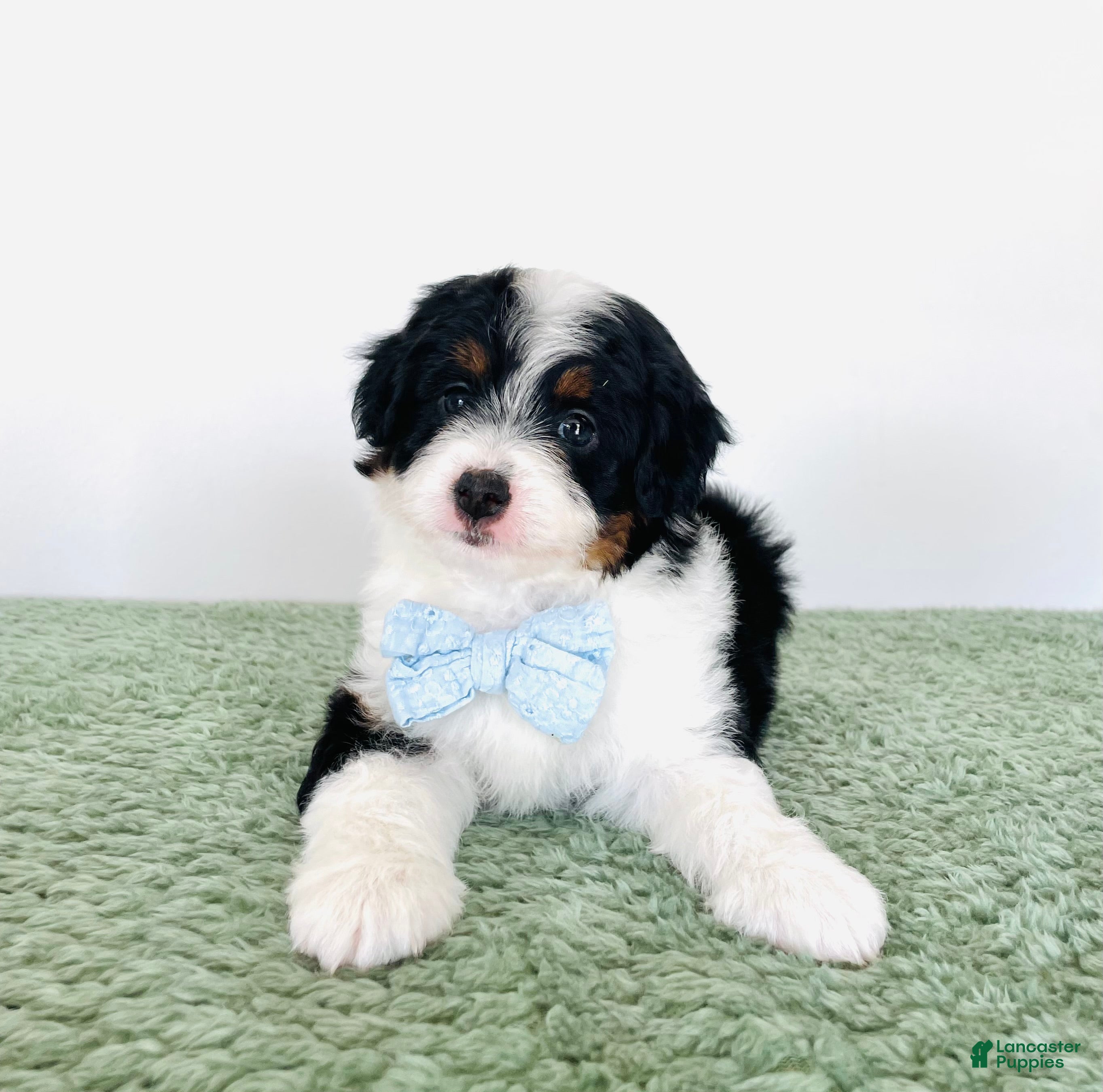 Mini Aussiedoodle dogs Axel - Ad 2