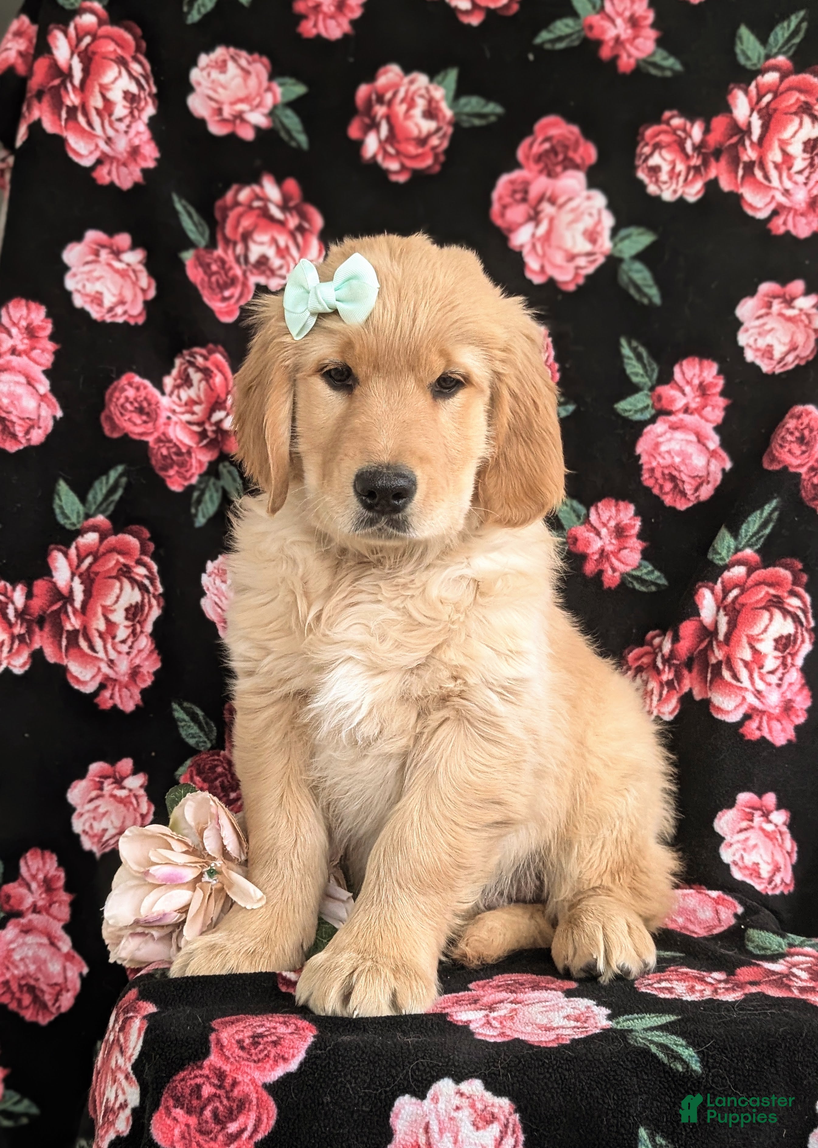 Golden Retriever dogs Carrie - Ad 22