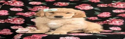 Golden Retriever dogs for sale: Carrie - Ad 1