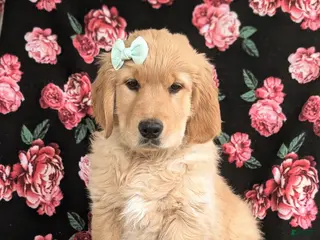 Golden Retriever dogs Carrie - Ad 3