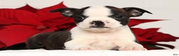 Boston Terrier dogs for sale: Susie - Ad 1
