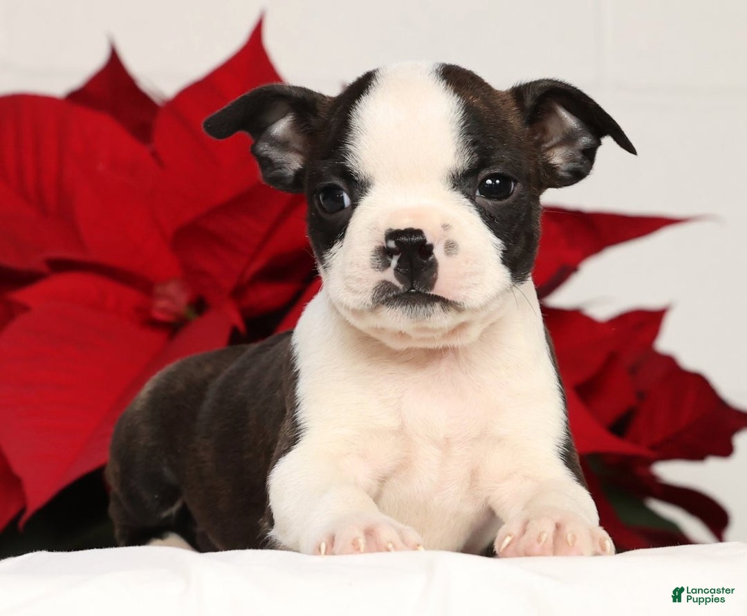 Boston Terrier dogs for sale: Susie - Ad 1