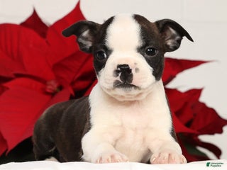 Boston Terrier dogs Susie - Ad 13