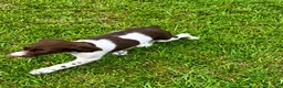 Brittany Spaniel dogs for sale: Hank - Ad 4