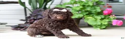 Portuguese Water Dog dogs for sale: Polly - Ad 8