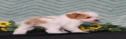 Miniature Poodle dogs for sale: Yoyo - Ad 4