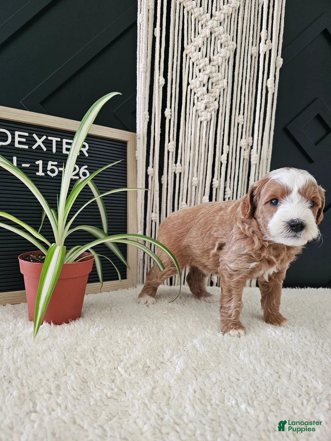 Mini Goldendoodle dogs for sale: Dexter - Ad 4
