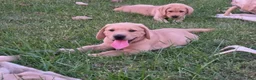 Labrador Retriever dogs for sale: Meet Your New Best Friend! Beautiful Yellow Male Labrador Retriever Puppies Available 💛 - Ad 48