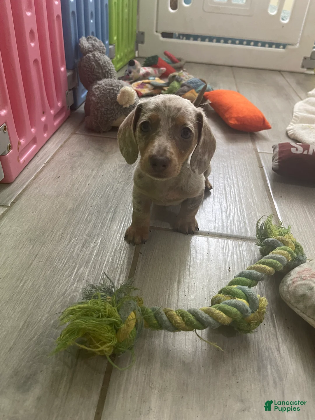 Miniature Dachshund dogs for sale: Scamp - Mini Isabella Dapple Boy  - Ad 3