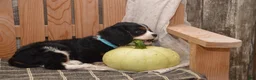 Cavalier King Charles Spaniel dogs for sale: Wade - Ad 6