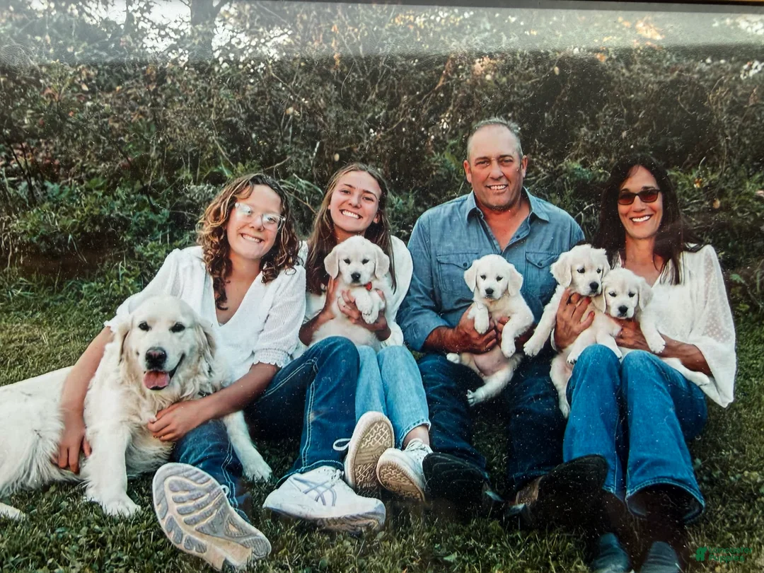 Golden Retriever dogs for sale: Golden Retriever Puppy 2 - Ad 1