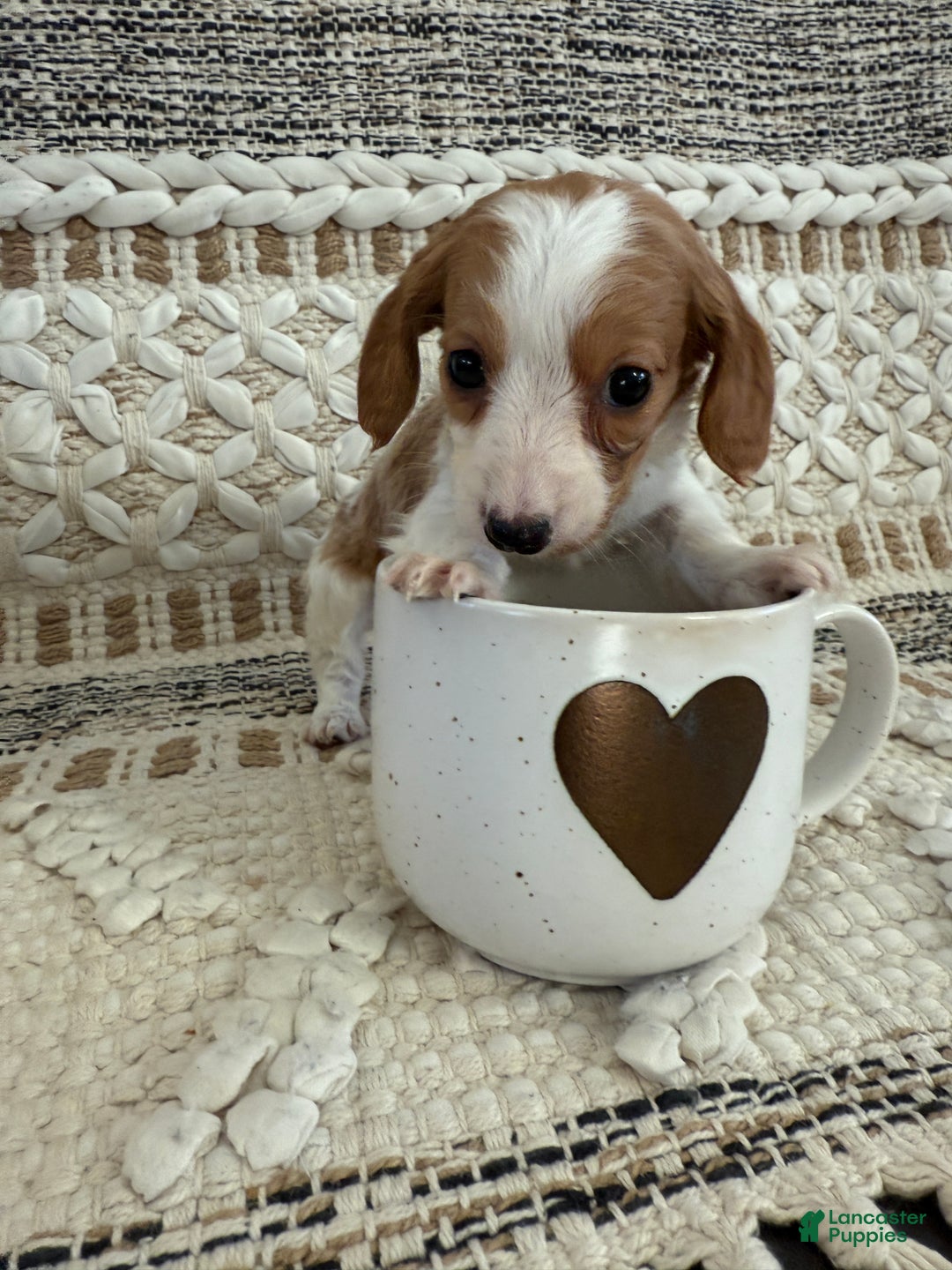 Miniature Dachshund dogs for sale: Lucy - Ad 9