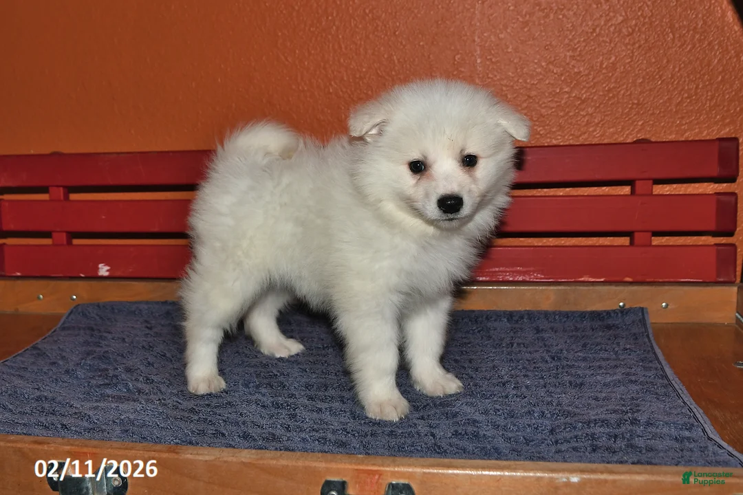 American Eskimo dogs for sale: Freddie - Ad 1