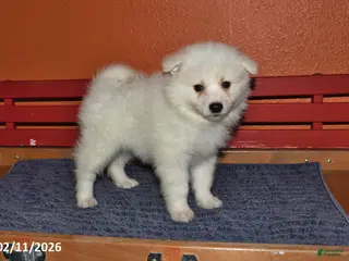 American Eskimo dogs Freddie - Ad 22