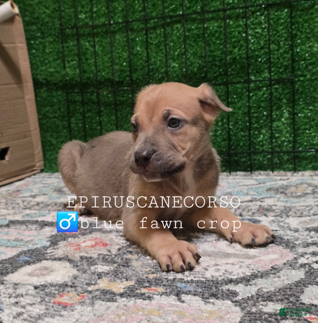 Cane Corso dogs for sale: Male cane corso ear crop tail docked - Ad 6