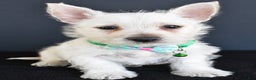 West Highland Terrier dogs for sale: Gabe - Ad 7