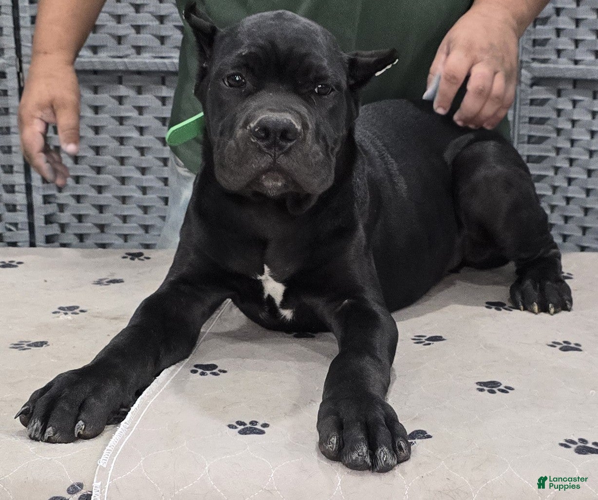 Cane Corso dogs Green Boy - Ad 1