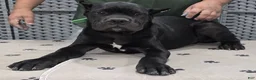 Cane Corso dogs for sale: Green Boy - Ad 1