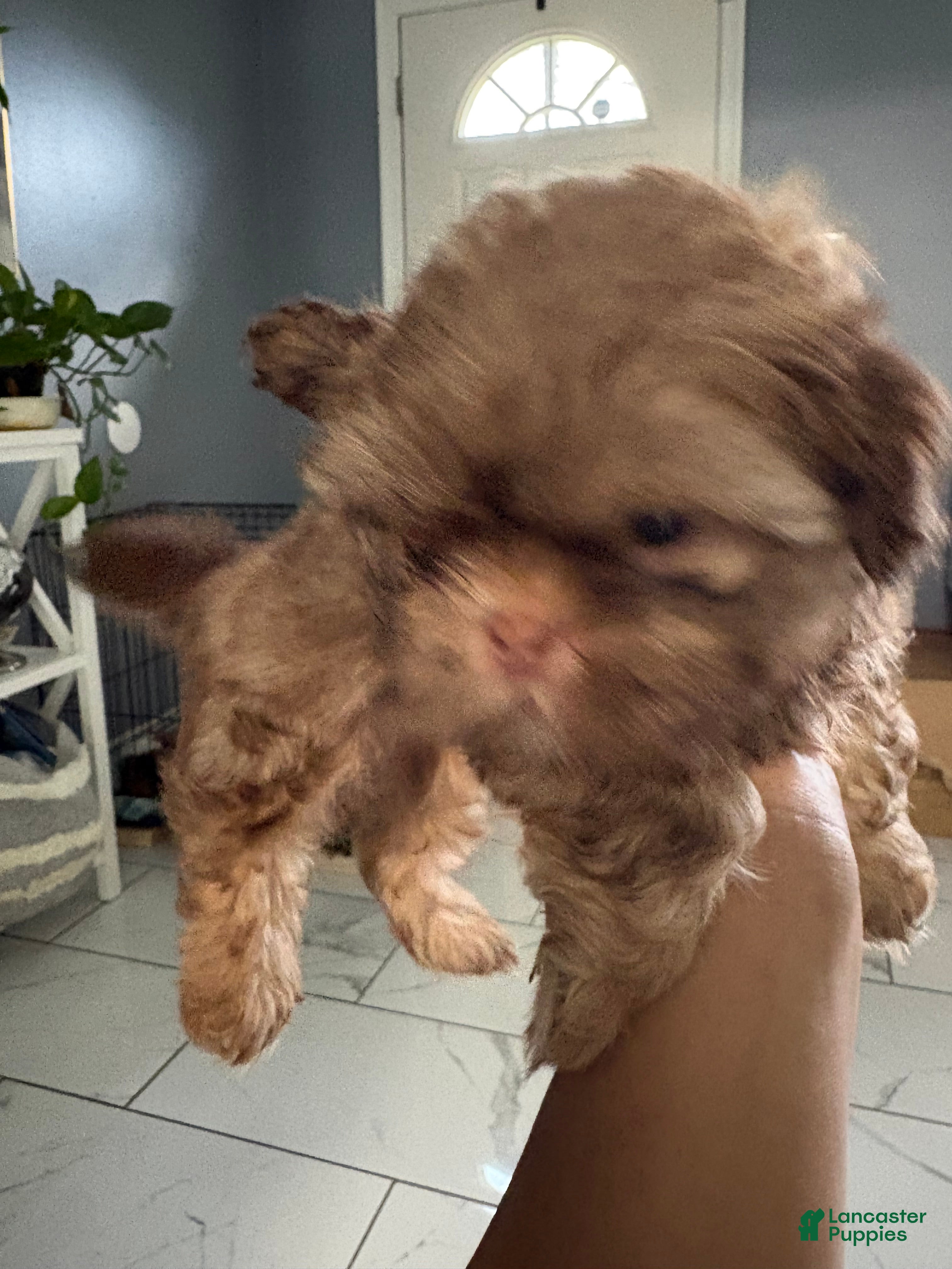 Shih Tzu dogs Shih Tzu 1 - Ad 1