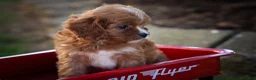 Cavapoo dogs for sale: Katie 🎀 - Ad 18