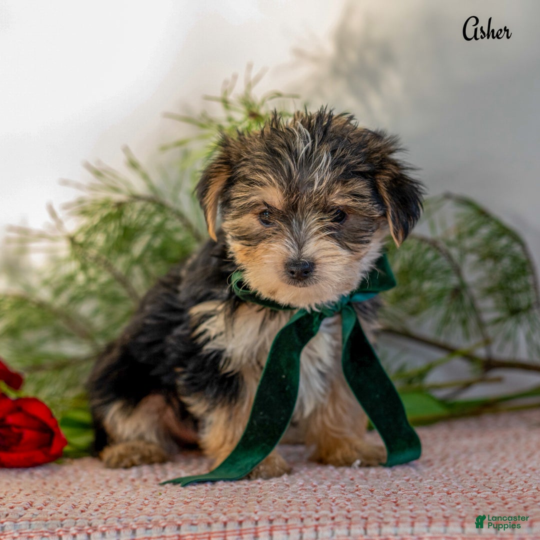 Morkie dogs for sale: Asher  - Ad 5