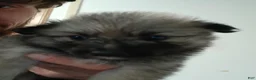 Pomeranian dogs for sale: Rosey - Ad 3